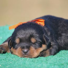 Boy 1 - Black and mahogany male Rottweiler puppy in Uniontown, Alabama from CedarBluff Rottweilers