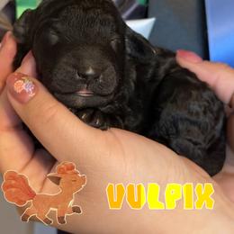 Vulpix - Black female Poodle puppy in Ephrata, Washington from NCR Ranch
