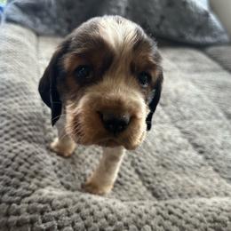 Jack - Liver white and tan male English Springer Spaniel puppy in Coeur D'alene, Idaho from Springer Hollow