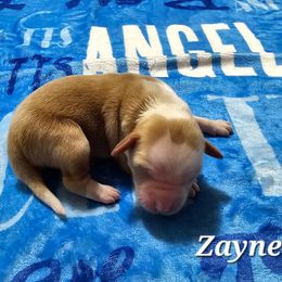Zayne - Gold and white male Tibetan Terrier puppy in Dorena, Oregon from Angel Tibetans Of Oregon