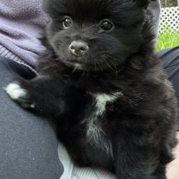 Pomeranian Puppies from Waters Poms