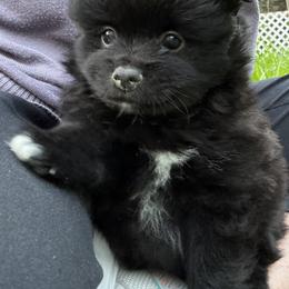Pomeranian Puppies from Waters Poms
