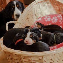 Bernese Mountain Dog Puppies from Keely’s Bouncing Berners