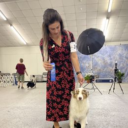 Nova  - Australian Shepherd