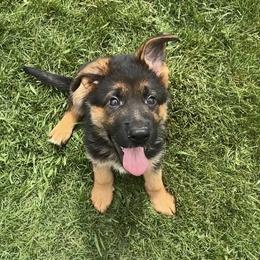 - John Boy - - Black and red male German Shepherd puppy in Galt, California from At Redwood Runs