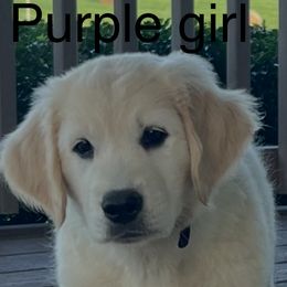 Girl 3 - female Golden Retriever puppy in Liberty, Kentucky from Janean Stark