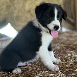 Levis - Black and white male Border Collie puppy in Surgoinsville, Tennessee from Smokey Mountain Vizslas