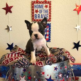 Boston Terrier Puppies from Freedom Bostons