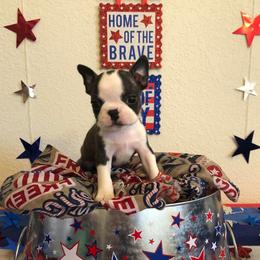 Boston Terrier Puppies from Freedom Bostons