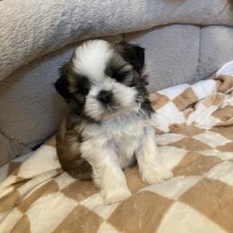 Boy one - Brindle and white male Shih Tzu puppy in Fountain, Florida from Simply Shih Tzu