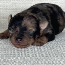 Girl 4 - Chocolate merle female Pomeranian puppy in Meridian, Idaho from Idaho_poms