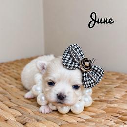 June - White female Maltese puppy in Morehead, Kentucky from Paw Perfect Pets