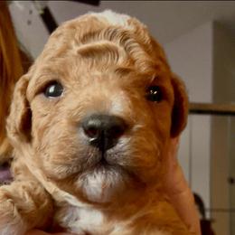 Elmo - Red male Cavapoo puppy in Liberty Hill, Texas from Cuddlebug Cavapoos of Austin