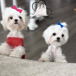 Maltese Puppies from Made to Love Maltese LLC