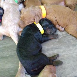 Labradoodle Puppies from Sakura Pups