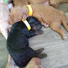 Labradoodle Puppies from Sakura Pups