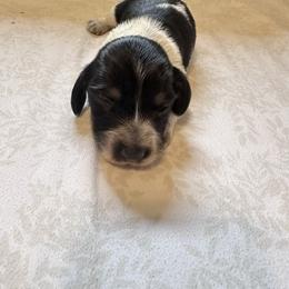 Black and cream piebald - Black and cream female Dachshund puppy in Maui, Hawaii from Versatile Ohana