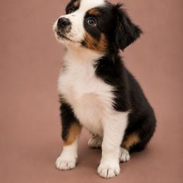 Francesca - Black tri female Miniature Australian Shepherd puppy in Macomb, Missouri from Faunus Farms and Aussies