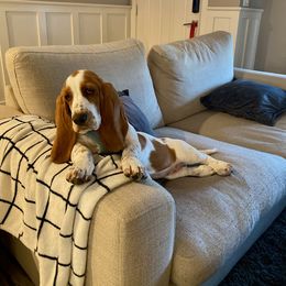 Basset Hound Puppies from Howlin Hounds