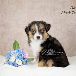 Dax - Black & white male Miniature Australian Shepherd puppy in Mechanicsburg, Pennsylvania from TJ's Aussies