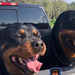 Rottweilers from Seau Leau Kennels
