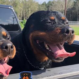 Rottweilers from Seau Leau Kennels