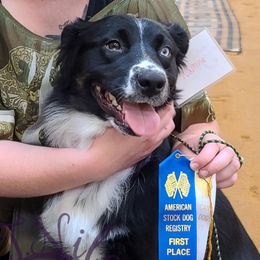 Naminé - Australian Shepherd