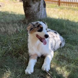 Lena - Blue merle female Australian Shepherd puppy in Oakridge, Oregon from Middle Fork Australian Shepherds