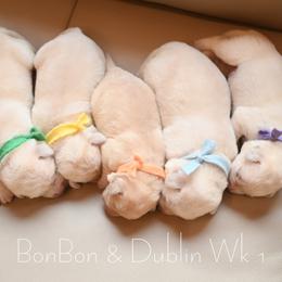 Labrador Retriever puppies from ROCK CREEK LABRADORS Pasco, WA