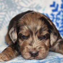 Tirian - Merle male Goldendoodle puppy in Macedon, New York from Toodles Goldendoodles