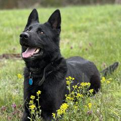 Wynnie - German Shepherd