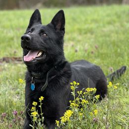 Wynnie - German Shepherd