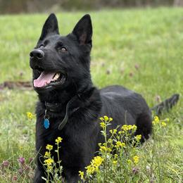 Wynnie - German Shepherd