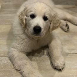 Golden Retriever Puppies from Montana Mist Golden Retrievers English Cream