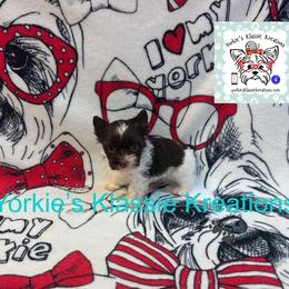 Kaden - Parti male Yorkshire Terrier puppy in Dierks, Arkansas from Yorkie’s Klassie Kreations