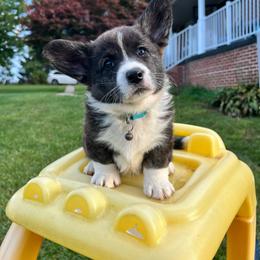 Baby blue - Brindle and white female Cardigan Welsh Corgi puppy in Pilot, Virginia from Castle KC  (Katie's Corgis)  - VKM Farmstead