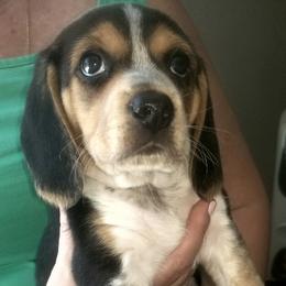 Sahara - Black tan and white female Beagle puppy in Peculiar, Missouri from At home