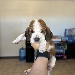 Girl 2 - Brown black and white female Basset Hound puppy in Las Animas, Colorado from J&D Dachsies