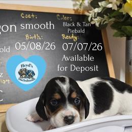 Drogon - Piebald male Dachshund puppy in Hoquiam, Washington from Heyd's Mini Dachshunds