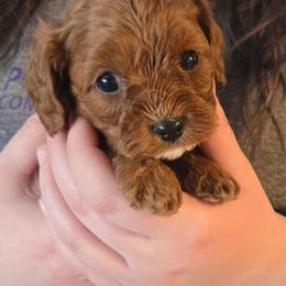 Blizzard - Red male Cavapoo puppy in Conklin, Michigan from Lake Michigan Couture Cavapoos & Cockapoos