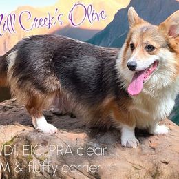 Olive - Pembroke Welsh Corgi