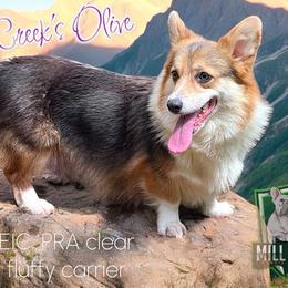 Olive - Pembroke Welsh Corgi