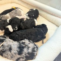 Poodle puppies from Evergreen Miniature Poodles