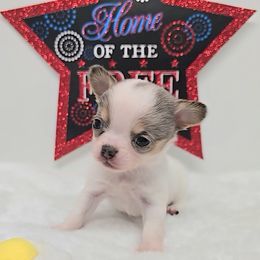 Leo - Blue merle male Chihuahua puppy in Clinton, Missouri from RockyTop Hearts