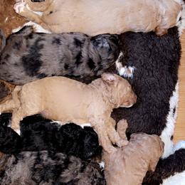 Goldendoodles from Vida’s Loving Doodles