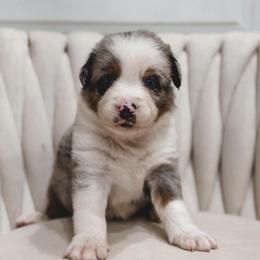 Swiss - Blue merle male Australian Shepherd puppy in Polk City, Florida from Skaky Shepherds