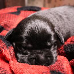 Avalanche - Black male Labrador Retriever puppy in Camden, Indiana from Camden's Caring Canines