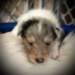 Collie Puppies from Goodwin Collies