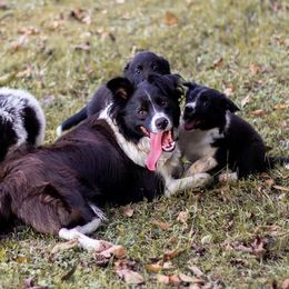 Border Collie Puppies from Zahara Border Collies