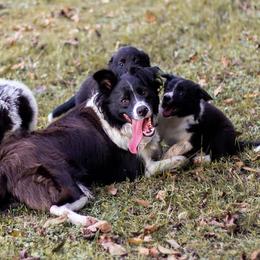 Border Collie Puppies from Zahara Border Collies